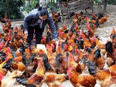 giáo trình chăn nuôi gà thả vườn