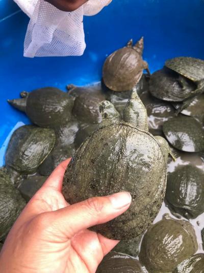 Giới Thiệu Về Ba Ba