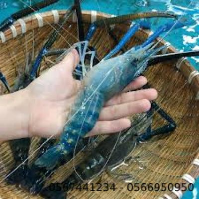 Giống tôm càng xanh nước ngọt
