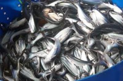 Hướng dẫn cách nuôi và chăm sóc cá basa 