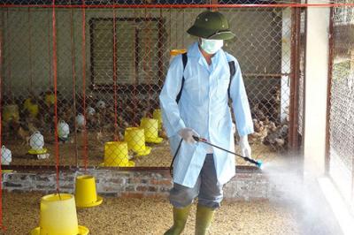 KHỬ TRÙNG CHUỒNG GÀ BẰNG CÁC LOẠI THUỐC KHỬ TRÙNG THÔNG DỤNG NHẤT