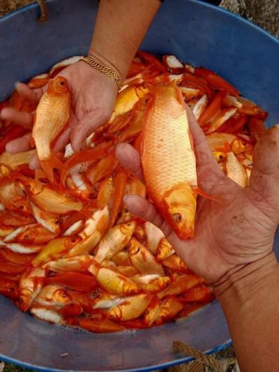 Kỹ thuật nuôi Cá chép vàng 