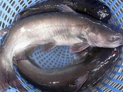 KỸ THUẬT NUÔI CÁ NHEO