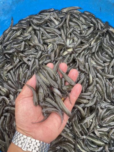 Kỹ thuật nuôi cá quả Miền Bắc đầy đủ nhất