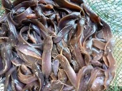 KỸ THUẬT NUÔI CÁ TRÊ LAI NHƯ THẾ NÀO