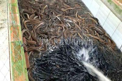 Kỹ thuật nuôi lươn thương phẩm trên bể không bùn 