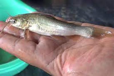 Làm giàu nhờ nuôi cá chốt trâu
