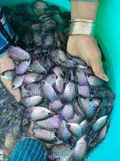 LÀM THẾ NÀO ĐỂ NUÔI CÁ TAI TƯỢNG GIỐNG HIỆU QUẢ