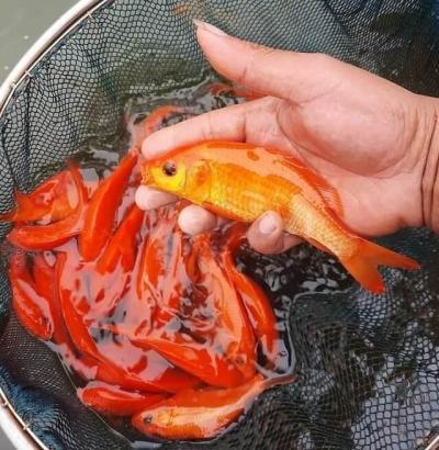 mua giống cá chép đỏ ở đâu