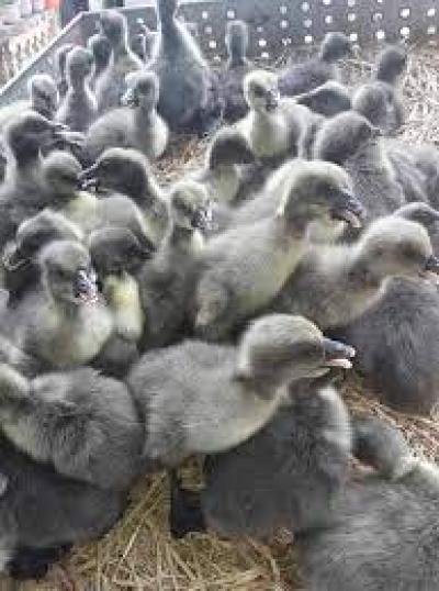 Ngỗng giống chất lượng cao giá rẻ toàn quốc