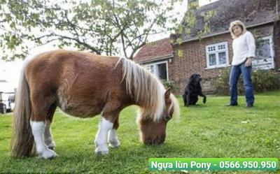 Ngựa lùn Pony - Người bạn của mọi nông trang du lịch