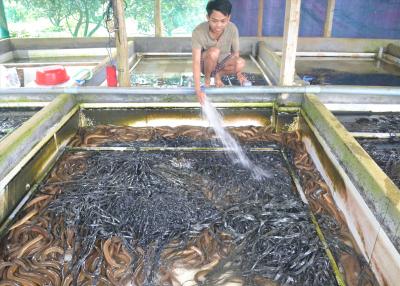 Nhân rộng nuôi lươn không bùn tỉnh Quảng Nam. Lươn giống Miền Trung ở đâu?