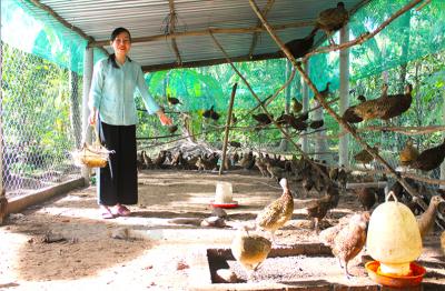 Nuôi chim trĩ cho thu nhập ổn định