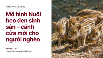 Nuôi heo đen sinh sản – cánh cửa mới cho người dân xóa nghèo