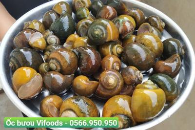 Ốc bươu sỉ giao tận nơi cho nhà hàng quán ăn