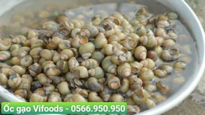 Ốc gạo sỉ giao tận nơi cho nhà hàng quán ăn