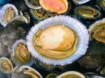 Ốc vú nàng Côn Đảo và những món ngon chế biến từ ốc vú nàng