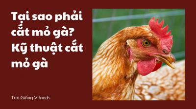Tại sao phải cắt mỏ gà? Kỹ thuật cắt mỏ gà