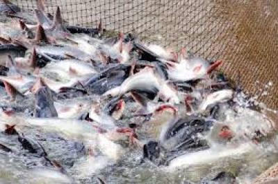 Thu lợi từ việc nuôi cá basa như thế nào?