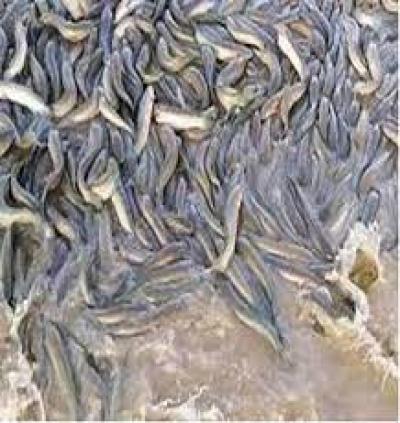 Thu lợi từ việc nuôi cá lóc đầu nhím như thế nào?
