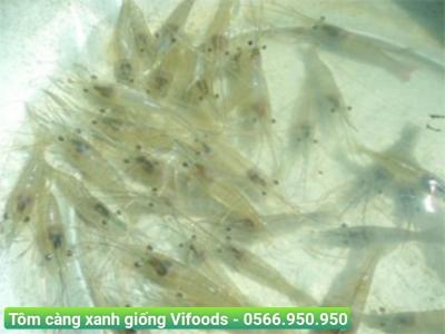 Tôm càng xanh giống giá sỉ giao tận nơi