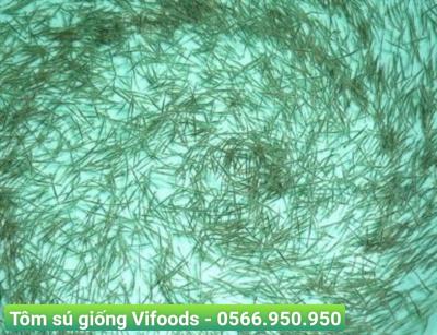 Tôm sú giống giá sỉ giao tận nơi 