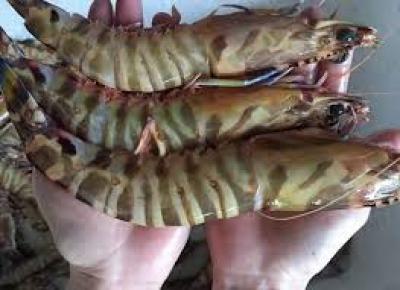 Tôm sú khổng lồ giá hơn một triệu đồng mỗi kg