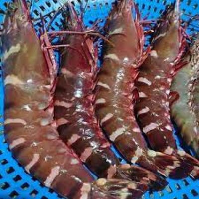 Tôm sú tự nhiên tươi sống - Size to (12-15 con/1kg) - Giao hàng tận nhà