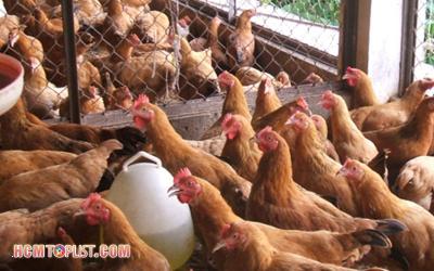 Top 10+ địa chỉ trại gà giống ở TPHCM chất lượng