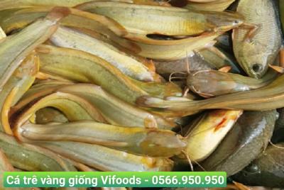 Trại cá giống Nhà Bè