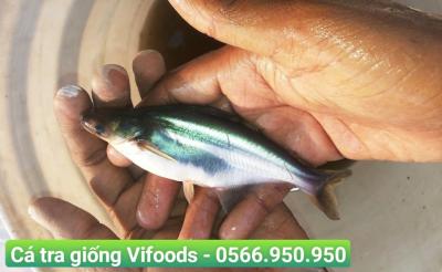 Trại cá giống Phú Nhuận