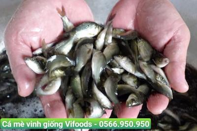 Trại cá giống quận 11