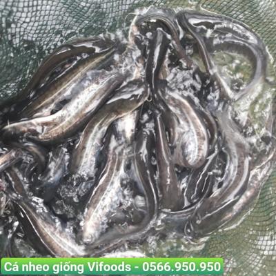 Trại cá giống quận 12