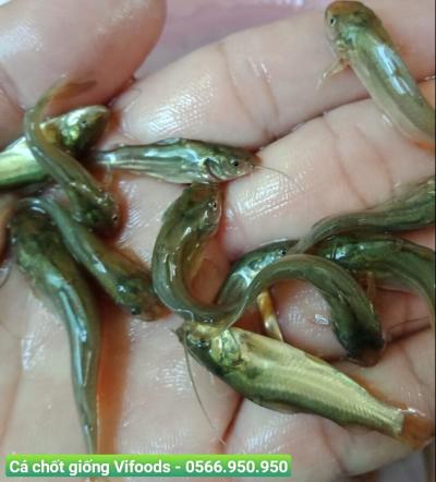 Trại cá giống quận 4