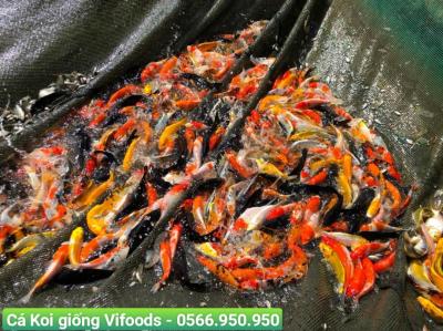 Trại cá giống quận 6