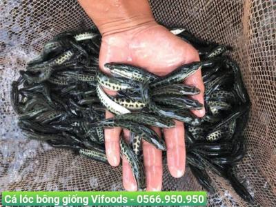 Trại cá giống quận 7