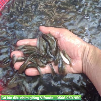 Trại cá giống quận 8