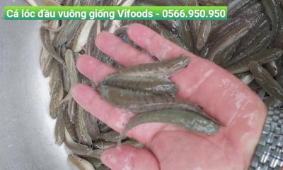Trại cá giống quận 9