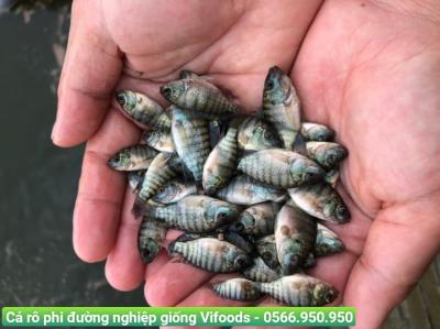 Trại cá giống Tân Bình