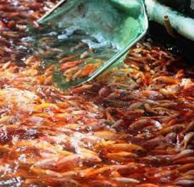 Trại Cung Cấp Cá Diêu Hồng Giống