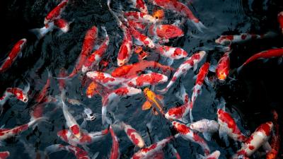 Trại cung cấp cá koi giống và địa chỉ mua cá koi giống uy tín