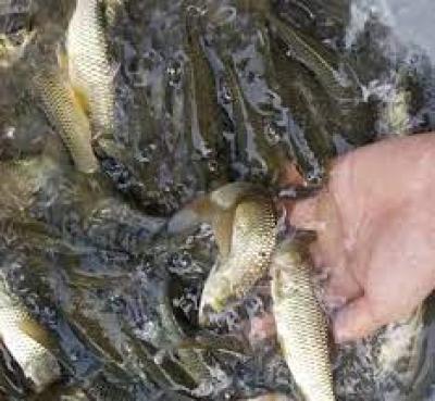 Trại Cung Cấp Cá Trắm Cỏ Giống