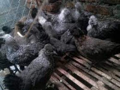 Trại cung cấp con giống gà ác trắng, gà ác đen uy tín!