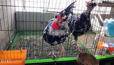Trại cung cấp gà Quý Phi giống tốt, uy tín!