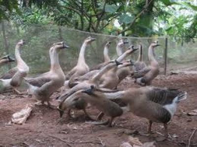 Trại cung cấp ngỗng giống: Tìm kiếm nguồn cung cấp uy tín