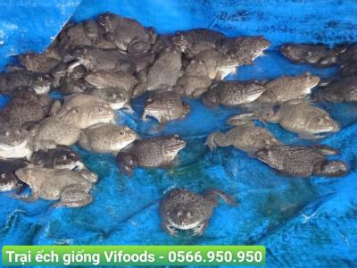 Trại ếch giống Bình Tân