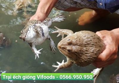Trại ếch giống quận 1