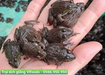 Trại ếch giống quận 5