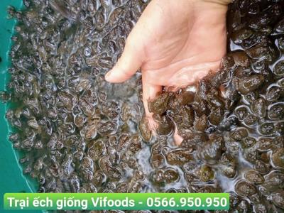 Trại ếch giống quận 7