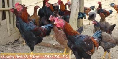 Trại Gà Giống Minh Dư tại Bến Cát